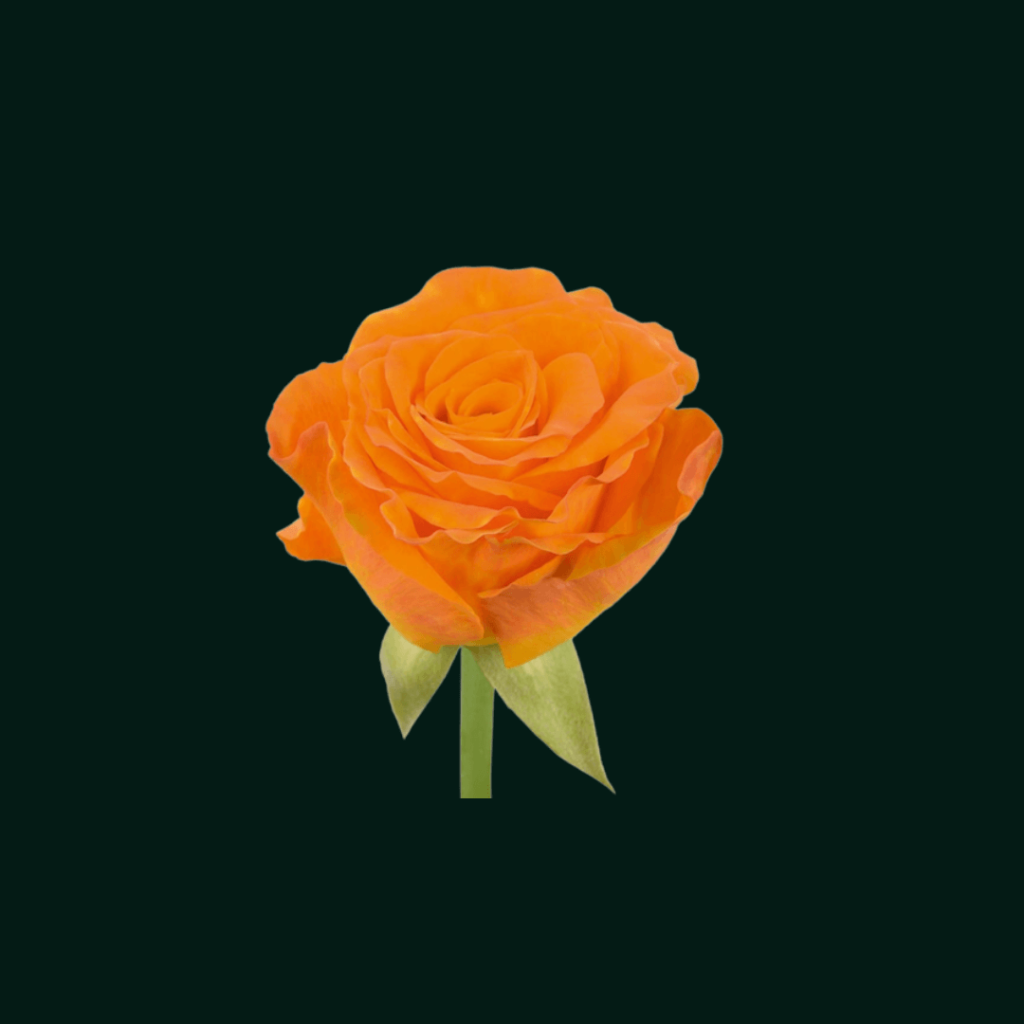 Ellice Floriculture – Ellice Ltd