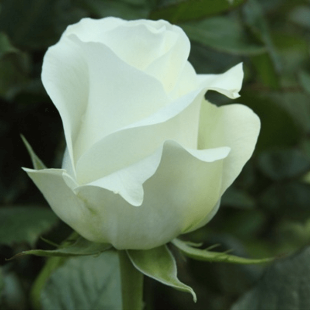Ellice Floriculture – Ellice Ltd