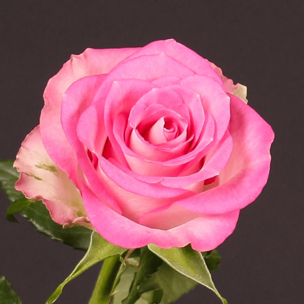 Ellice Floriculture – Ellice Ltd