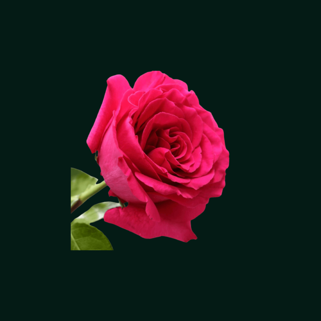 Ellice Floriculture – Ellice Ltd