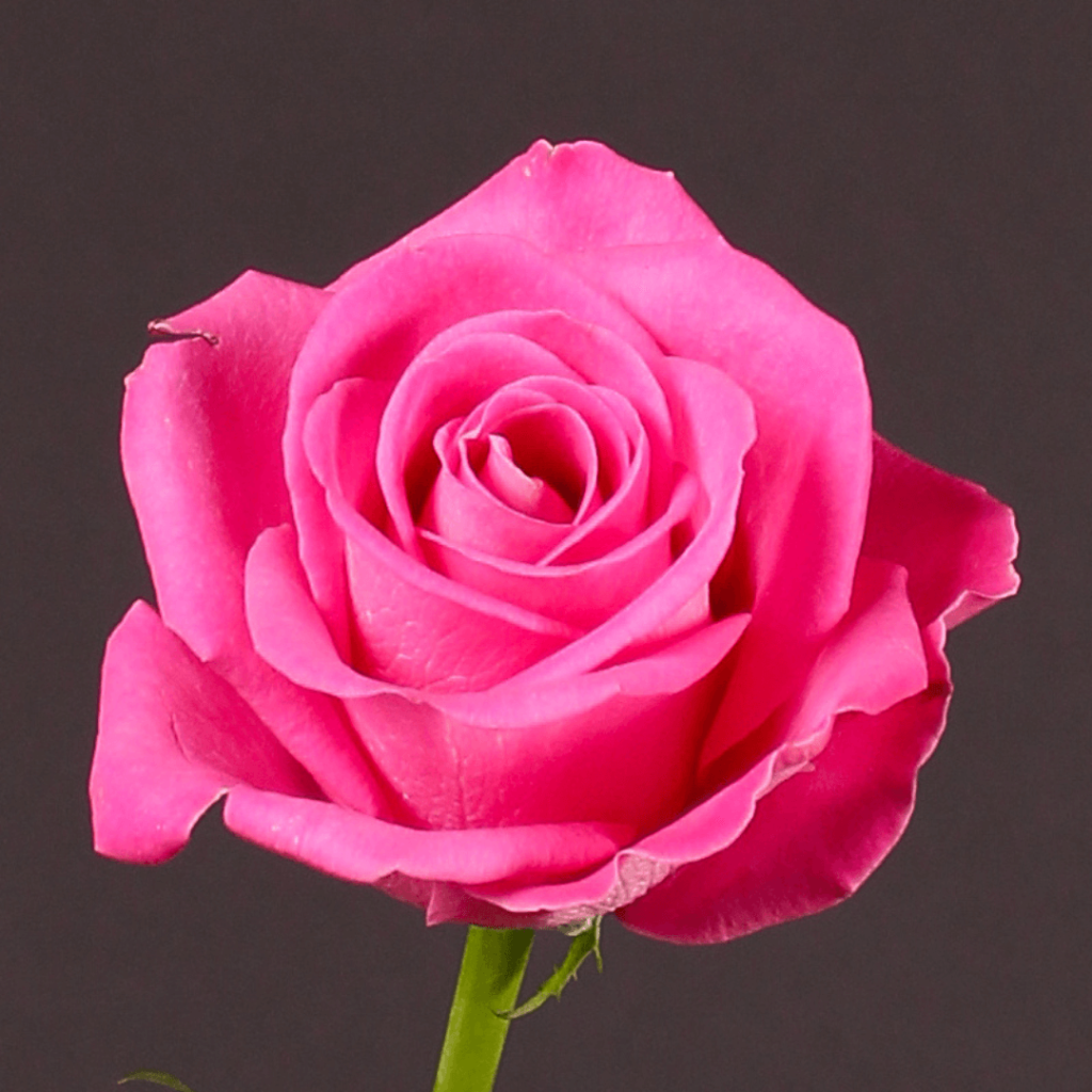 Ellice Floriculture – Ellice Ltd