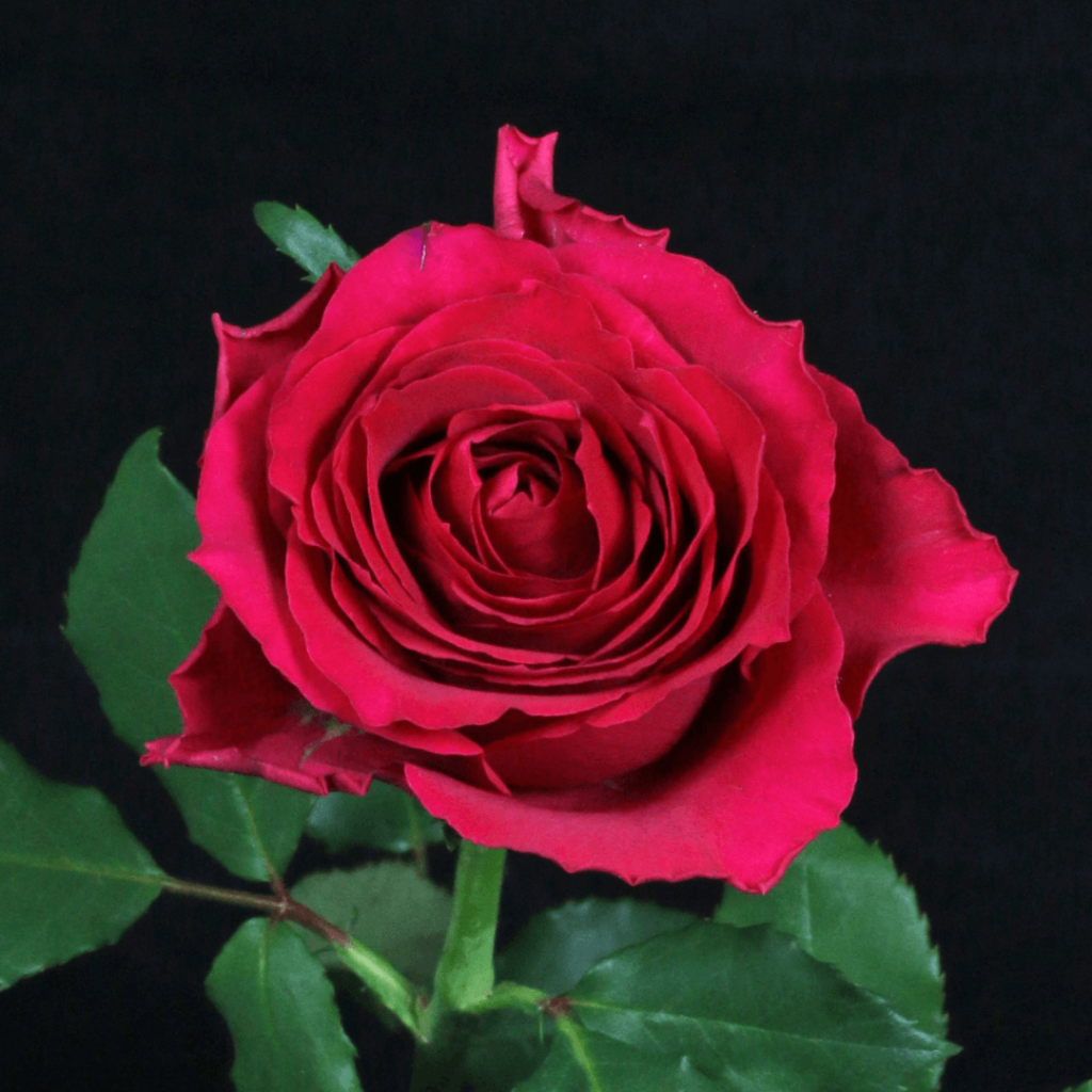 Ellice Floriculture – Ellice Ltd